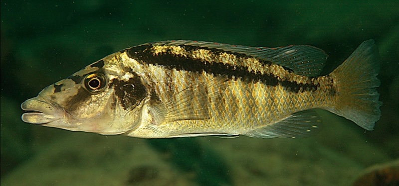 Lichnochromis acuticeps 'Gome Rock'